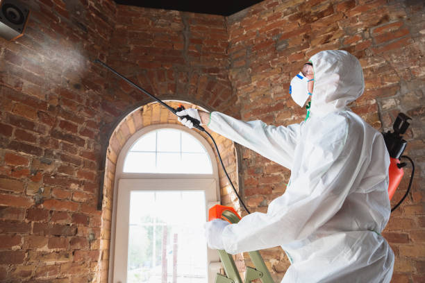 Why You Should Choose Our Mold Remediation Services in Congress, AZ